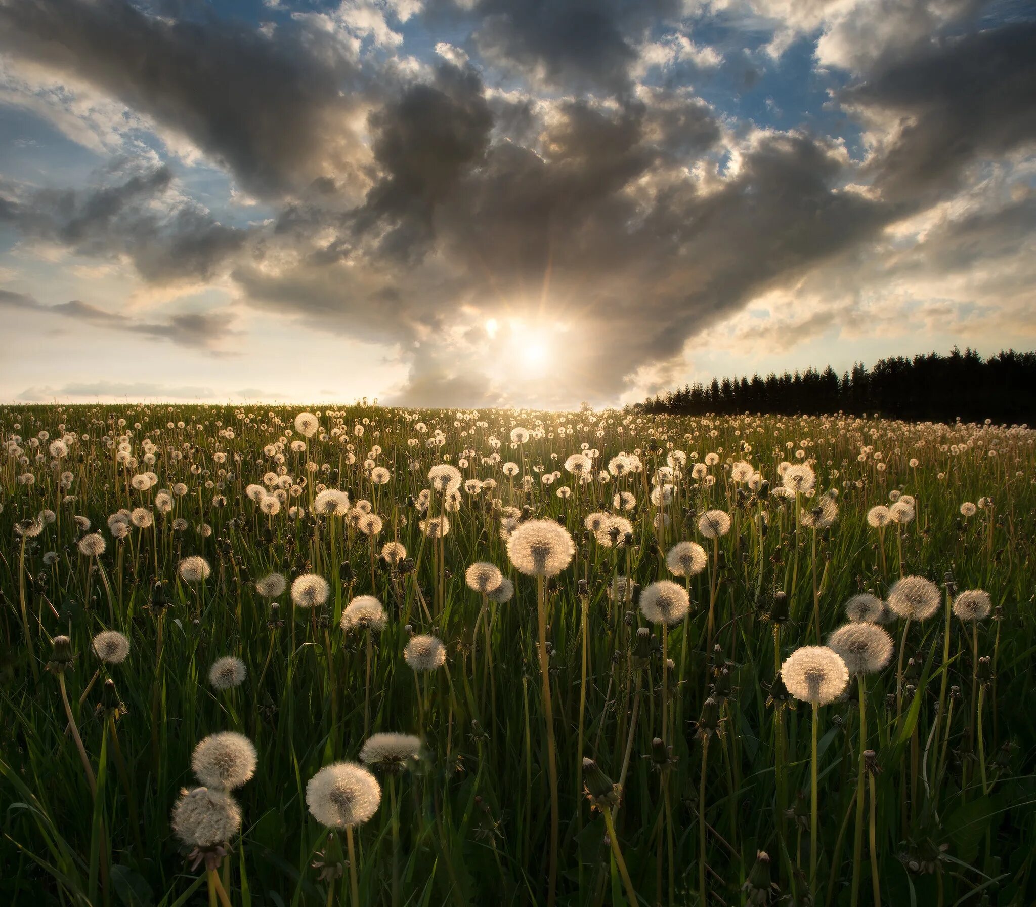 Dandelion field