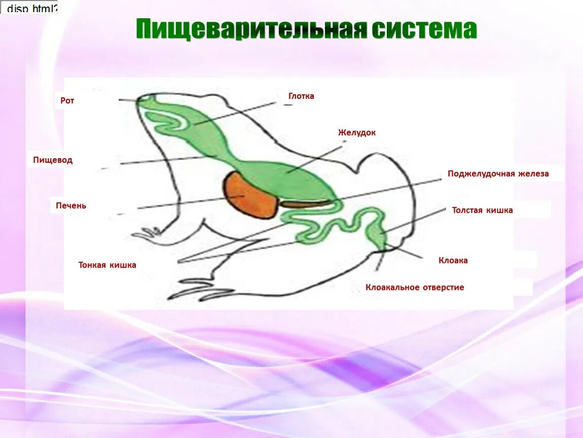 Что представляет собой клоака у пресмыкающихся. У амфибий есть клоака. Земноводная пищеварительная система. Клоака у земноводных. Строение пищеварительной системы земноводных.