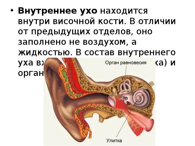 Внутреннее ухо заполнено воздухом. Строение внутреннего уха орган слуха. Строение внутреннего уха орган равновесия. Орган слуха внутреннее ухо анатомия. Внутреннее ухо орган слуха строение.