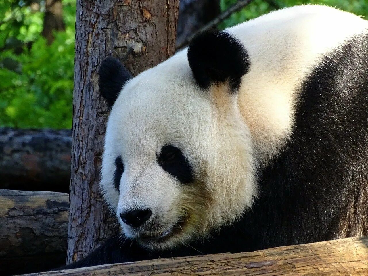 Млекопитающие Панда. Большая Панда. Панда Папанда. Медведь Панда. Большая панда медведь