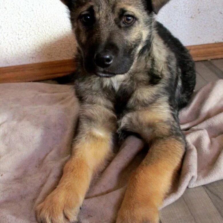 Щенок метис овчарки. Восточноевропейская овчарка метис. Щенок метис овчарки. Помесь немецкой овчарки и дв. Метис немецкой овчарки и дворняги в 5 месяцев.