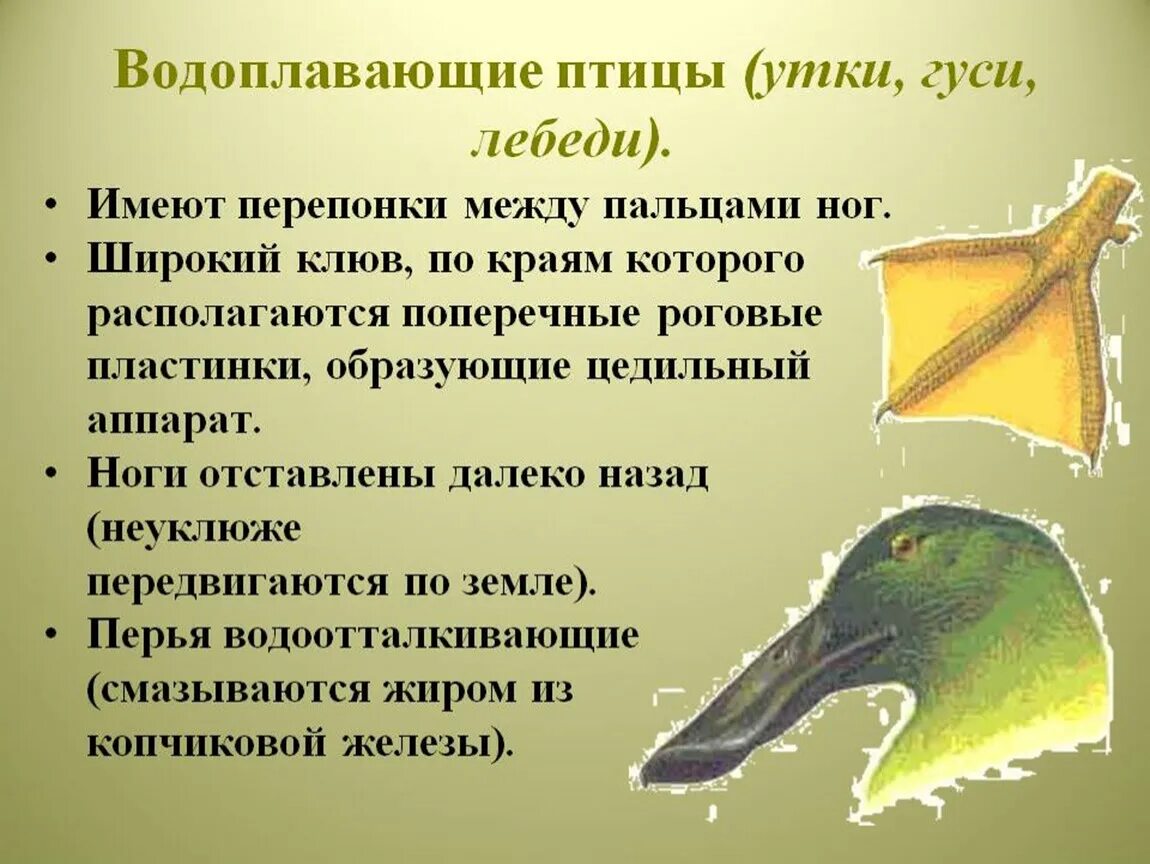 Особенности водоплавающих птиц. Приспособления водоплавающих птиц. Водоплавающие птицы строение. Особенности строения водоплавающих птиц. Водоплавающие птицы общая характеристика.