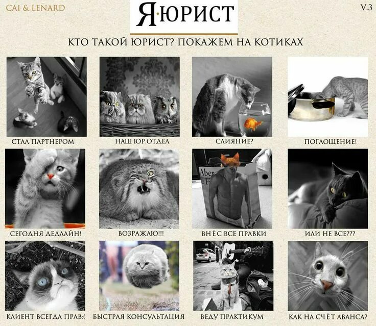 Почему не любят адвокатов