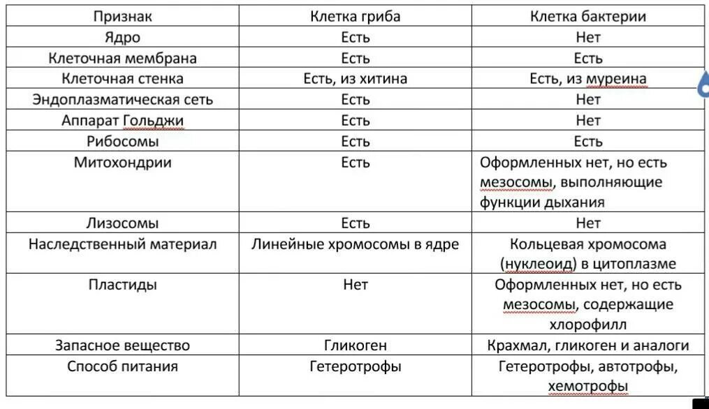 Сравнение бактерий грибов и растений. Таблица сравнение клетки гриба и бактерии. Сравнение клетки гриба и клетки бактерии. Сравнительная таблица строение клеток бактерий растений животных. Сравнение клеток растений животных грибов и бактерий.