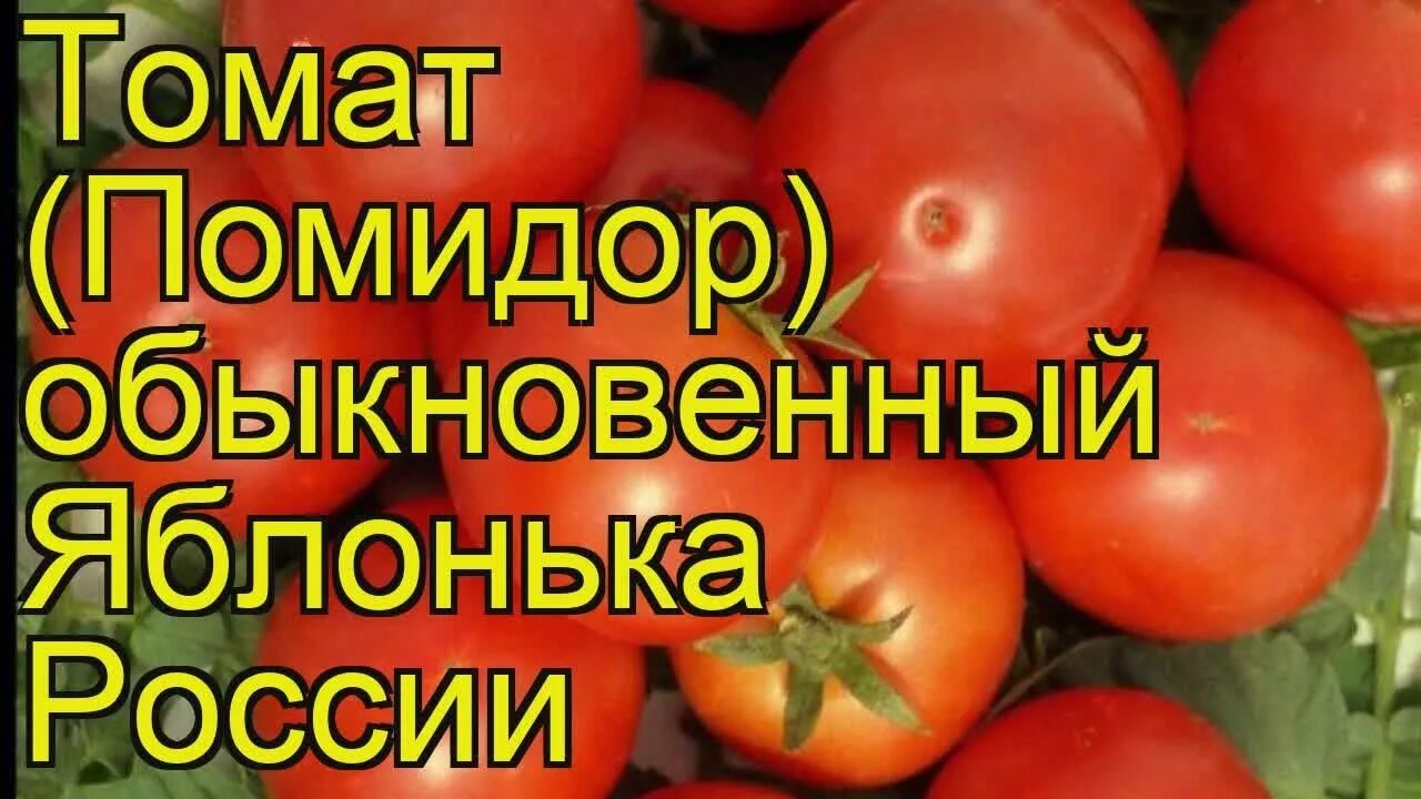 Томат сорт яблонька. Сорт помидор Яблонька. Томат обыкновенный. Томат Яблонька России. Помидоры Яблонька России рассада.