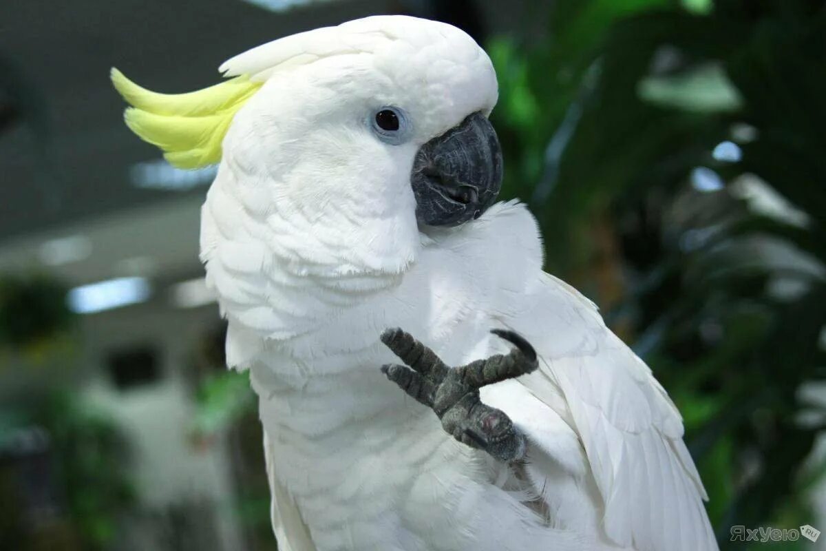 Всем известно что бывают говорящие попугаи. Попугай Какаду. Белый попугай Какаду. Желтохохлый Какаду. Какаду желтохохлый птенцы.