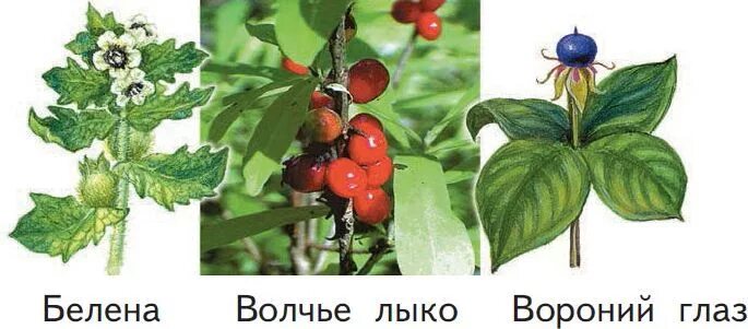 Вороний лыко. Волчье лыко и вороний глаз. ядовитые растения волчье лыко и вороний глаз. ядовитые ягоды для детей. ядовитые лесные ягоды.