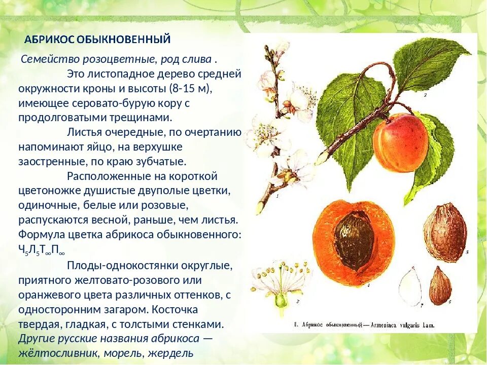 Из чего образуется плод абрикоса впр. Абрикос способ распространения плодов. Абрикос характеристика плода. Семейство Розоцветные абрикос. Абрикос деревья с ягодами.