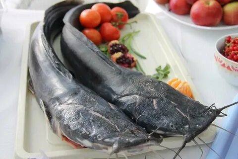 Клариевый сом