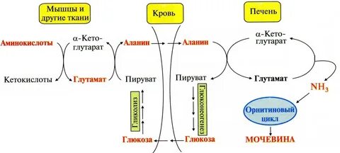 Синтез мышц
