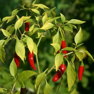 Pepper c