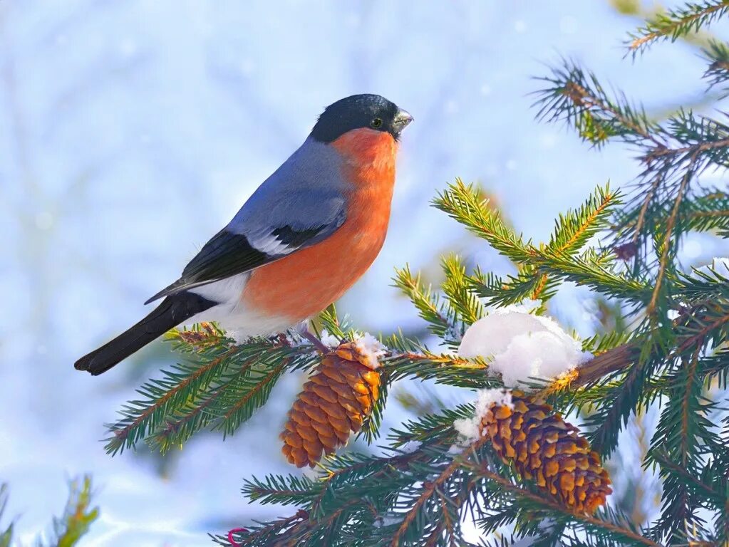 Нырковая утка гоголь. Гоголь обыкновенный утка. Птицы года 2016. Птицы года 2016. Ареал свиристелей.