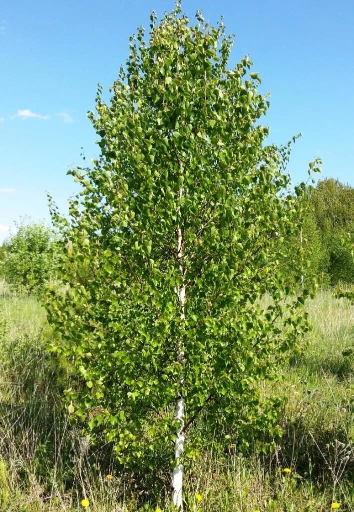 Продам березка. Береза бородавчатая. Береза пушистая Betula pubescens. Береза бородавчатая Betula. Береза повислая (бородавчатая).