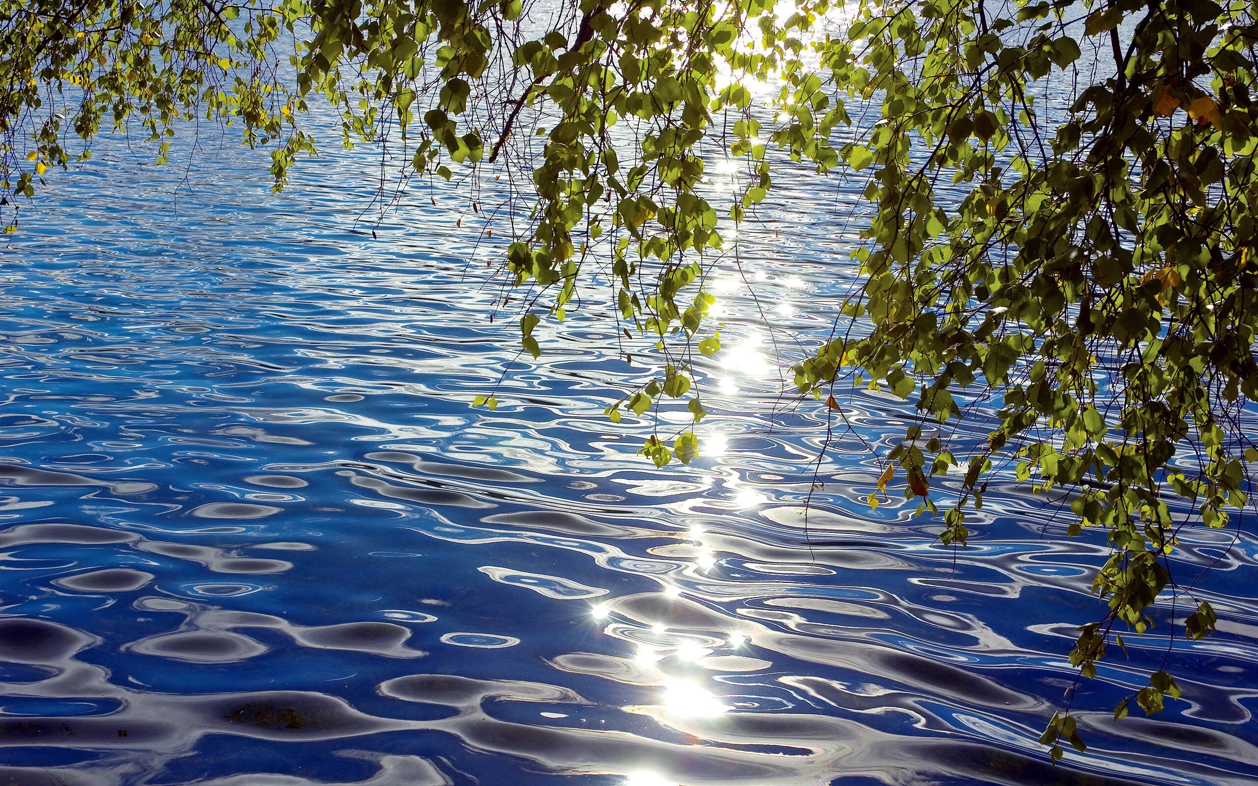 Вода в природе. Вода река. Береза над водой.