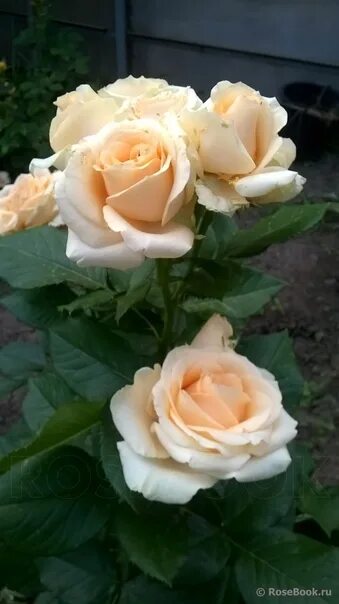 Пич аваланж, Артикул: А56908196 - 250 RUB, доставка по городу за 89 мин Flowwow 