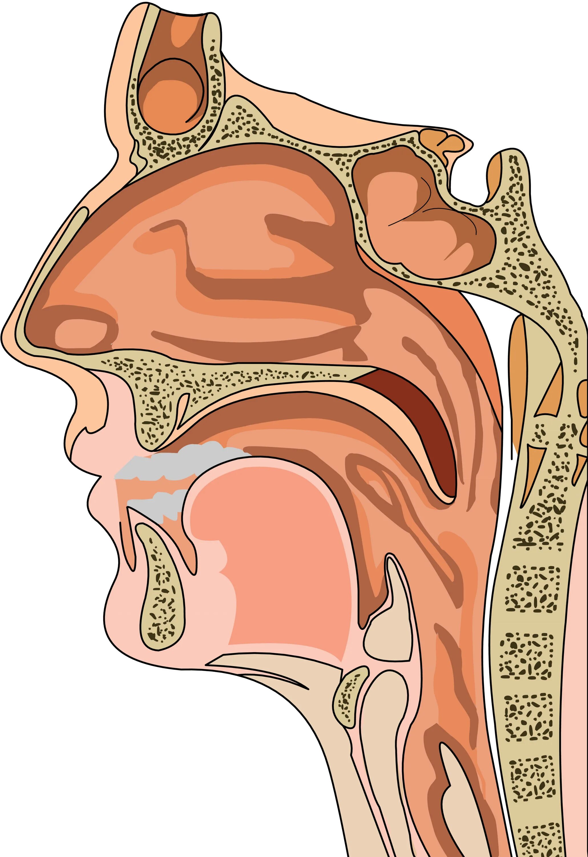 Носоглотка анатомия носоглотка анатомия. Нос носоглотка гортань анатомия. Полость носа, носоглотка, гортань. Полость носа, глотка гортань. Слизистая оболочка уха