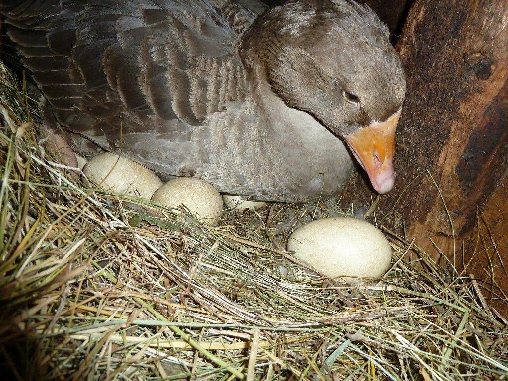 Сколько гуска сидит на яйцах