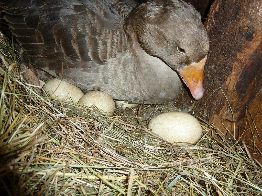 Сколько сидит гуска