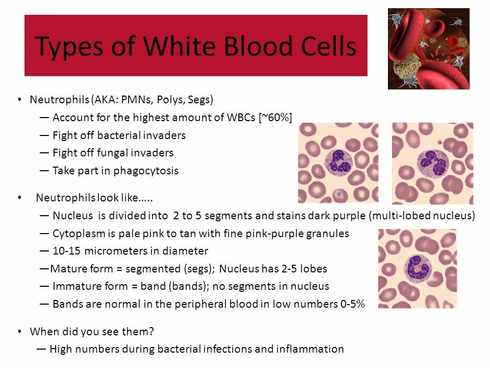 Blood Cells Types. Percentage of White Blood Cells. Types of leukocytes. Leukocyte Formula.