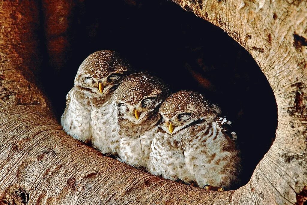 Спят ли совы. Спящие совы. Смешные совы. Спящие совята на животе. Спящий совенок.