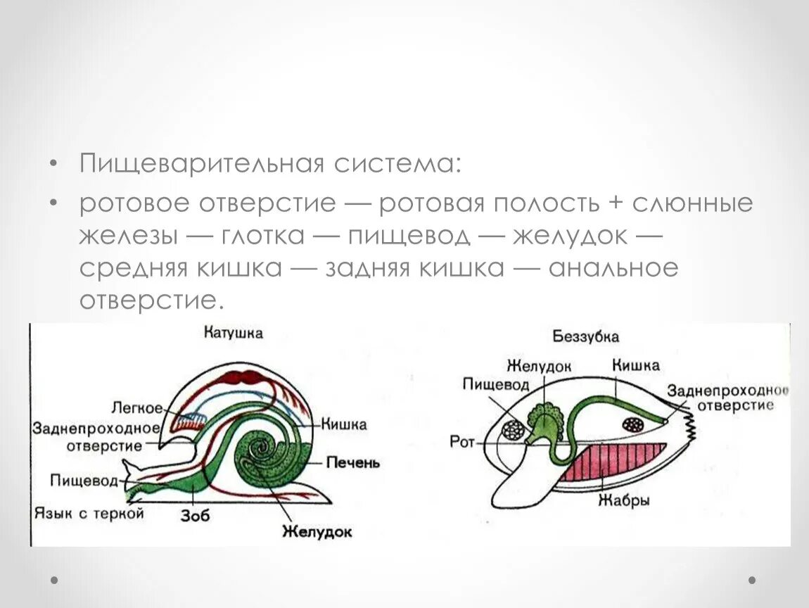 Виноградная улитка таблица. Пищеварительная система виноградной улитки. Пищеварительная система прудовика. Строение пищеварительной системы виноградной улитки. Пищеварительная система малюск.