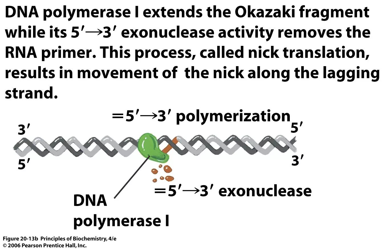 Nick translation. DNA polymerase. Okazaki fragments. Translate Nik.