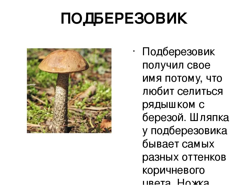Подберезовик описание - CoffeePapa.ru