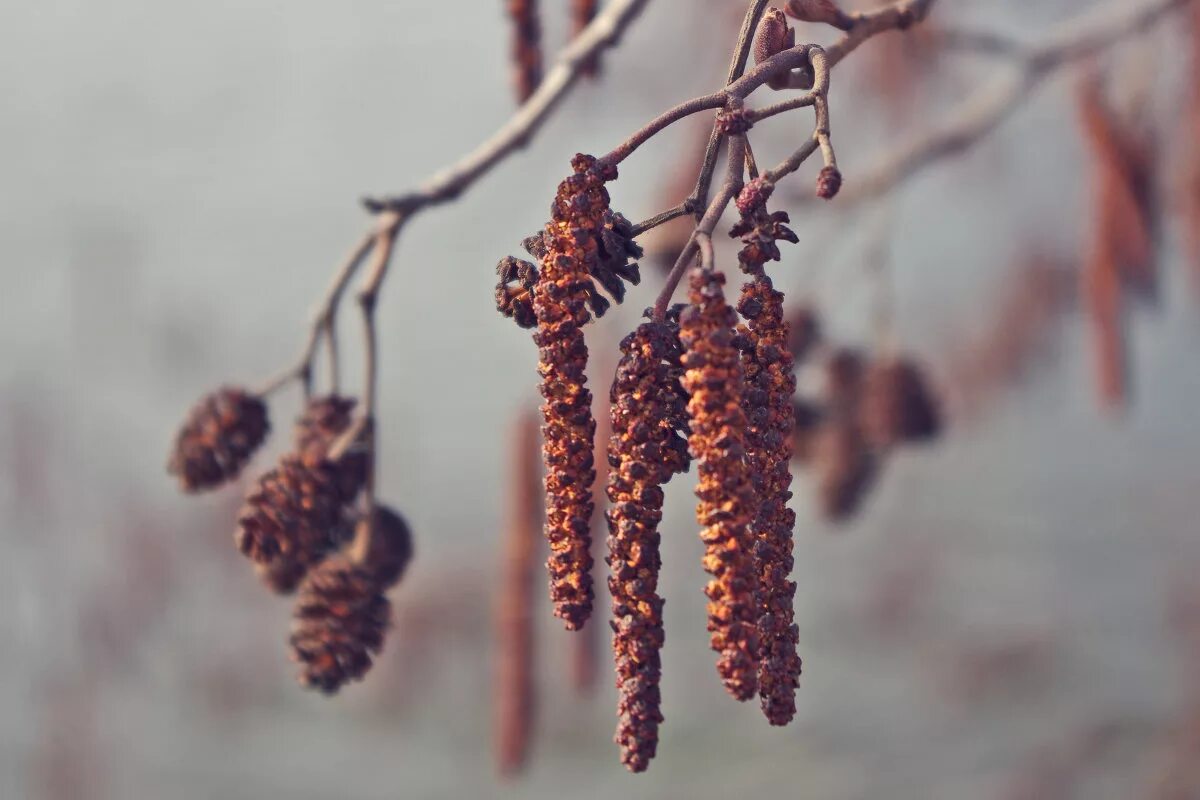 На горе ольха под горою вишня. Увал - гора, горка пологий холм. Черемуха обыкновенная почки. Вишня волочаевка. Горная шория одинокая сосна.