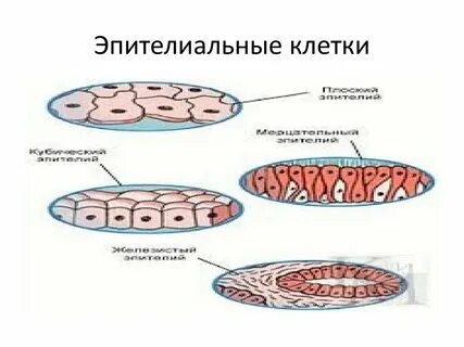 Особенность строения клеток эпителиальной клетки