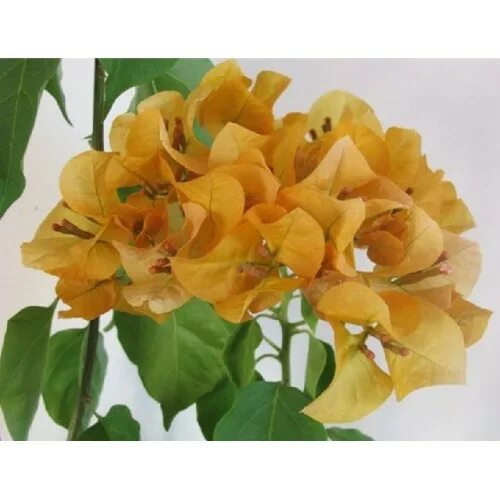 Bougainvillea glabra Images - Useful Tropical Plants