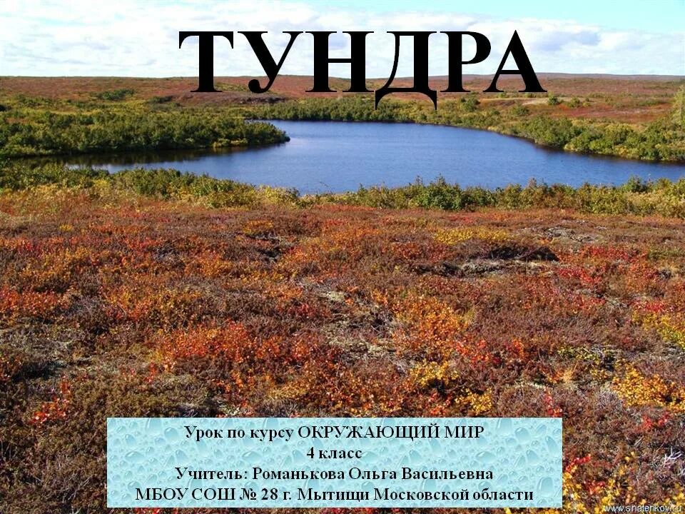 Выберите признаки тундры. Тундра 4 класс. Проект про тундру. Тундра окружающий мир. Тундра 4 класс окружающий мир.