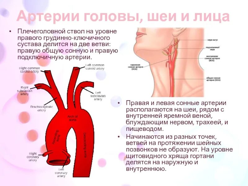 Сосуды плечеголовного ствола. Ветви плечеголовного ствола правая подключичная. Левая общая Сонная артерия делится на.