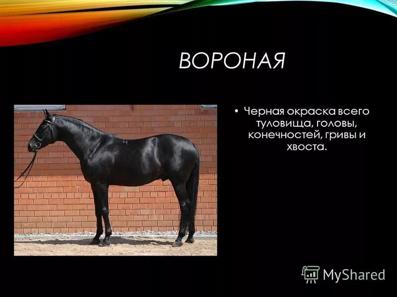 Конь символ страны. Лошадь значение животного. Что символизирует лошадь. Польза от коневодства. Конь символ чего.