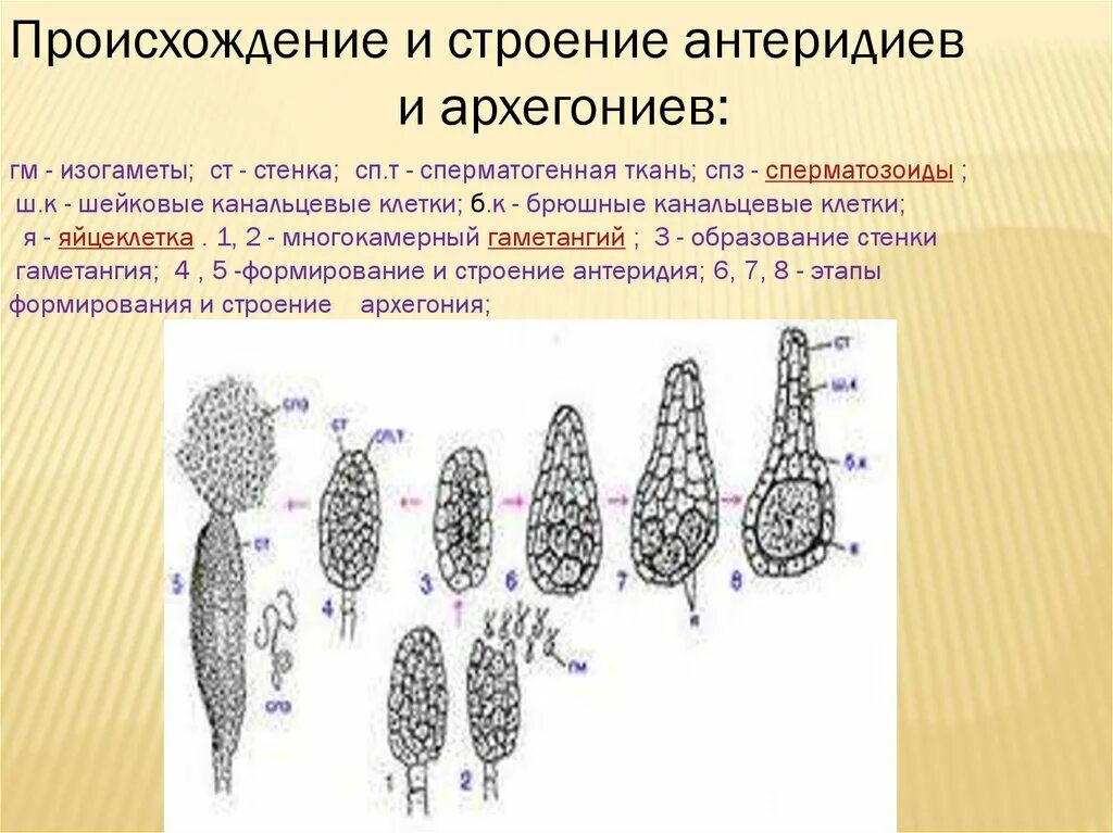 Деление клеток архегония. Строение архегония. Строение антеридия. Строение архегония высших растений. Стадии развития антеридия.