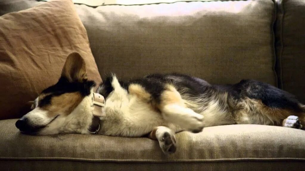 Собака спит gif. Собака дергает лапами во сне. Собака во сне дергает лапами. Собака трясется во сне. Смешные спящие собаки.