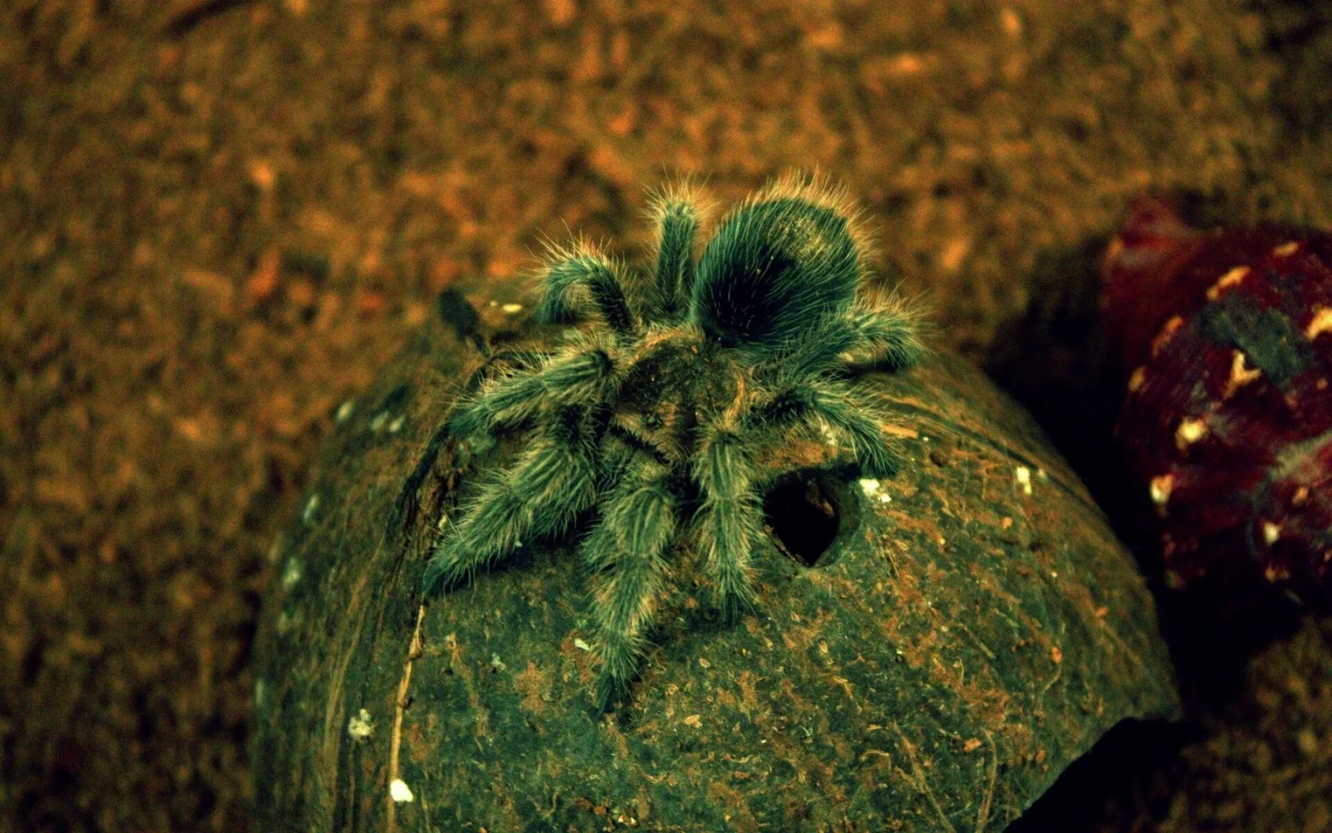 Живые обои паук. Кокосовый паук Тарантул. Тарантул Арахнид. Паук Тарантул зеленый. Зеленый паук птицеед.
