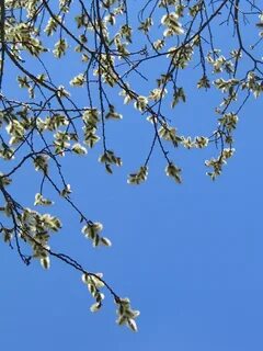 Воздух дышит весенним ароматом