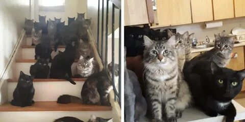 Сто кошки