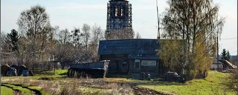 Березник вологодской