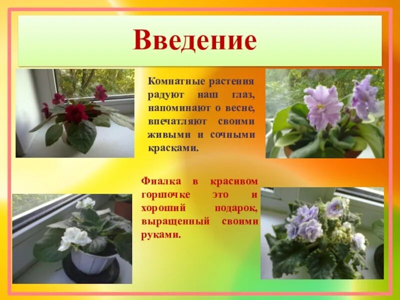 Цветы растение проект. Проект про цветы. Мир комнатных растений. Слайд комнатные растения. Растения для презентации.