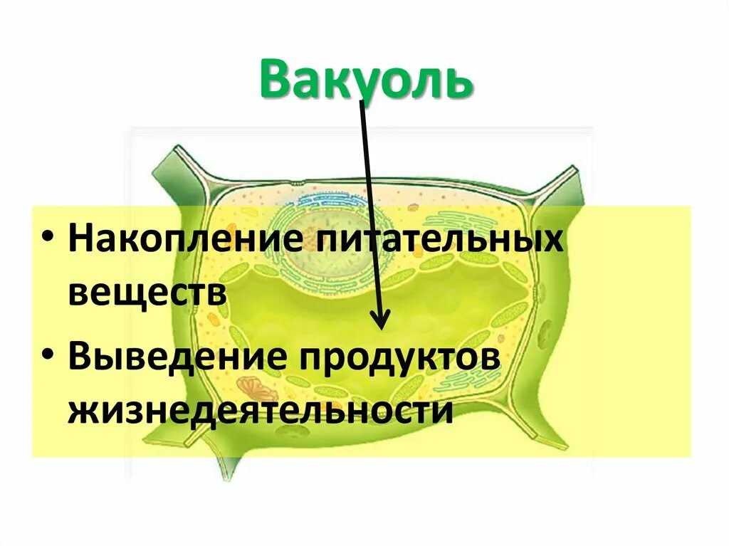 Вакуоль в световой микроскоп.