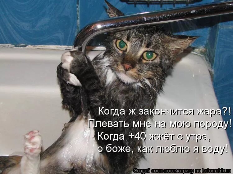 Кот купается с прикольными надписями. Котики купаются юмор. Пойду мыться. Приколы от жары. Нет ни горячей ни холодной воды