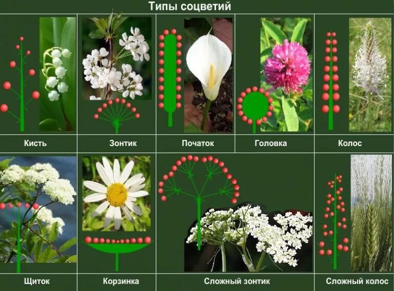 Какое из перечисленных соцветий относится к сложным. Соцветия покрытосеменных растений. Тип соцветия кисть. Виды соцветий цветов. Типы соцветия растений.