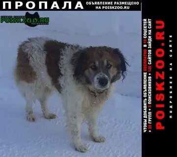 Собака набережные челны