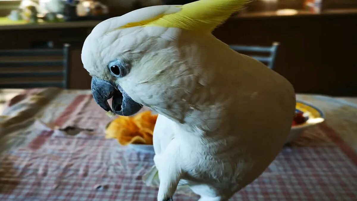 Попугай привет. Попугай иннокентий. Слово попугай. Исследовательская работа почему попугаи могут разговаривать. Попугай алекс и айрин пепперберг.
