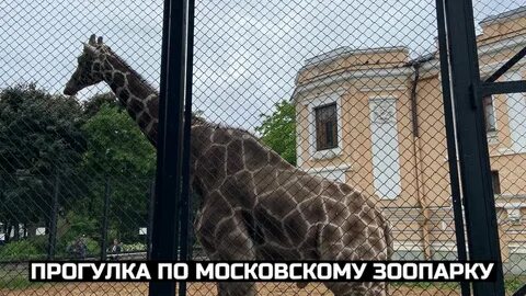 Московский зоопарк видео