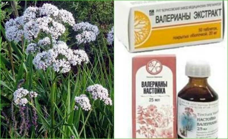 Можно пить валерьянку при беременности. Валериана лекарственная – Valeriana officinalis l.. Валерьянка. Что такое валерьянка для человека. Валериана в медицине.