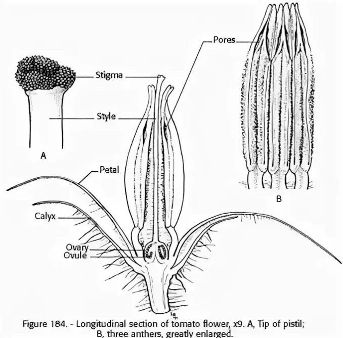 Внутреннее строение томата. Томат строение растения. Строение цветка томата. Строение цветка томата опыление. Строение цветка томата схема.