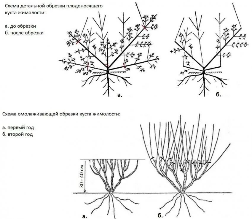 Уход за жимолостью после зимы. Жимолость схема обрезки куста. Схема обрезки жимолости осенью. Схема омолаживающей обрезки кустарников. Жимолость каприфоль обрезка весной.