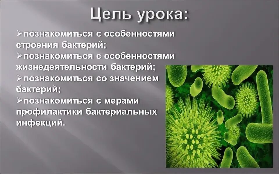 Презентация к уроку к уроку "Бактерии"